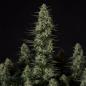 Preview: Samen 3x Punch Pie feminisiert Royalqueenseeds